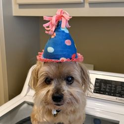 FancyPoo4U - Narly, 15 year old Shorkie