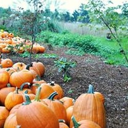 Peoria Road Farm Market - Pumpkin season at Peoria Road 2013