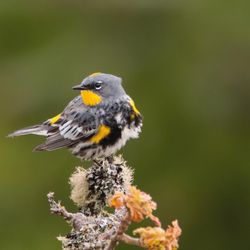 Wild Birds Unlimited