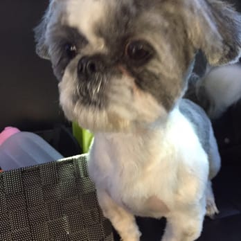 Paw Palace - This is the awful grooming they gave him - Pet Groomers Near Me - Henderson, Nevada Paw Palace - This is the awful grooming they gave him - Pet Groomers Near Me - Henderson, Nevada