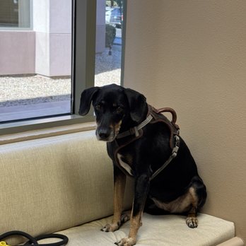 CARE Surgery Center - Veterinarians Near Me - Glendale, Arizona