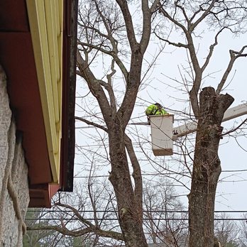 Warwick Tree Service - This is a Warwick Tree Professional cutting limbs in the tree. - Tree Services Near Me - Coventry, Rhode Island