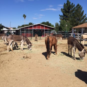Wildhorse Ranch Rescue - Animal Shelters Near Me - Gilbert, Arizona
