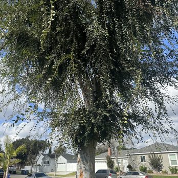 Octavio's Tree Service - Tree trimming service - Tree Services Near Me Octavio's Tree Service - Tree trimming service - Tree Services Near Me