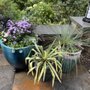 Photo of Bloomy Day Garden Services