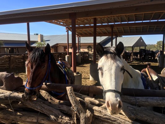 Tanque Verde Guest Ranch 175 Photos 109 Reviews Hotels E Speedway Blvd Tucson Az Phone Number