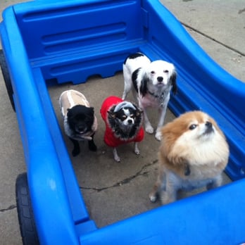 Rockstar Pets - Zephyr taking his buddies on a cruise at Rockstar :) - Pet Boarding Near Me - Chicago, Illinois Rockstar Pets - Zephyr taking his buddies on a cruise at Rockstar :) - Pet Boarding Near Me - Chicago, Illinois