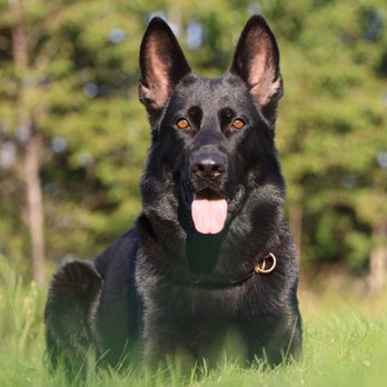 Kraftwork K9 Pro - Pet Breeders Near Me - Rochester, Washington Kraftwork K9 Pro - Pet Breeders Near Me - Rochester, Washington