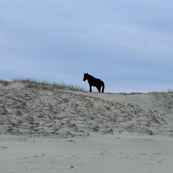 Wild Horse Adventure Tours - Standing in the dunes - Tours Near Me - Corolla, North Carolina