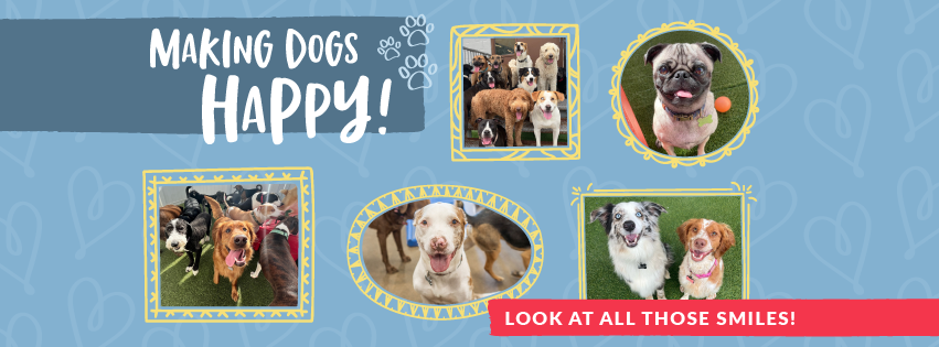 Camp Bow Wow - pet boarding facility in Charleston, SC