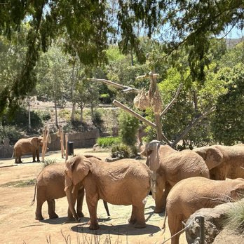 Elephant Valley - Zoos Near Me - Escondido, California Elephant Valley - Zoos Near Me - Escondido, California