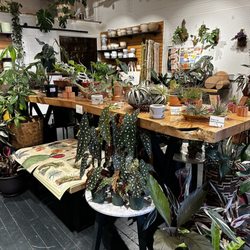 Babygreens - Very cool looking house plants, including air plants