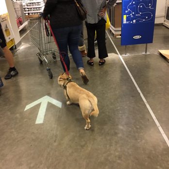 IKEA - Huh? if it's not a service dog, shldnt be allowed. It takes 1 person to trip and leave store different than how they walked in. OFV - Furniture Stores Near Me - Houston, Texas IKEA - Huh? if it's not a service dog, shldnt be allowed. It takes 1 person to trip and leave store different than how they walked in. OFV - Furniture Stores Near Me - Houston, Texas