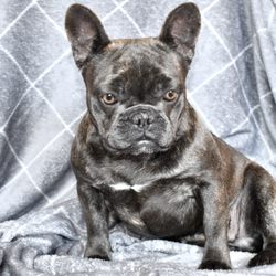 DreamCatcher Hill Puppies and Rescue - French Bulldog