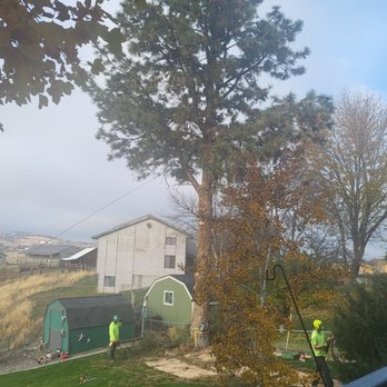 TrueNorth Tree Service - Massive ponderosa pine - Tree Services Near Me TrueNorth Tree Service - Massive ponderosa pine - Tree Services Near Me