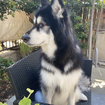 Moondoggies Pet Spa - Kaimera - Pet Groomers Near Me - Riverside, California Moondoggies Pet Spa - Kaimera - Pet Groomers Near Me - Riverside, California