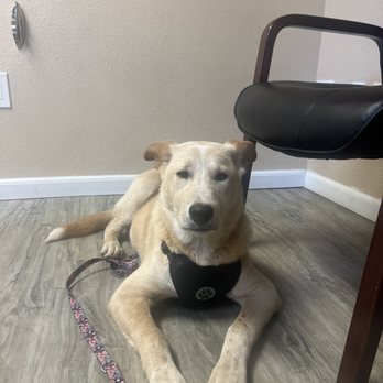 Alpine Veterinary Hospital - kenji!!! - Veterinarians Near Me - Concord, California Alpine Veterinary Hospital - kenji!!! - Veterinarians Near Me - Concord, California