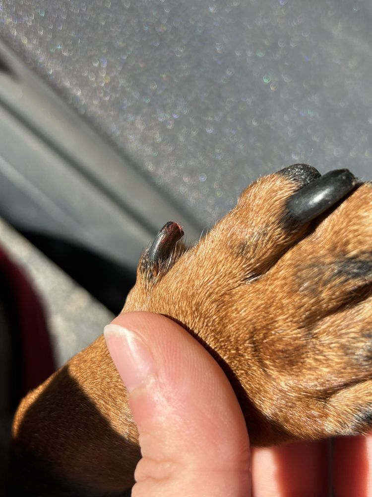 VALUE VET WESTWOOD Updated October 2024 84 Photos & 351 Reviews