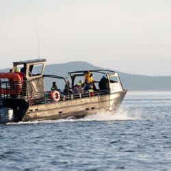 Bellingham Whale Watching by Outer Island Expeditions - the Blackfish Express