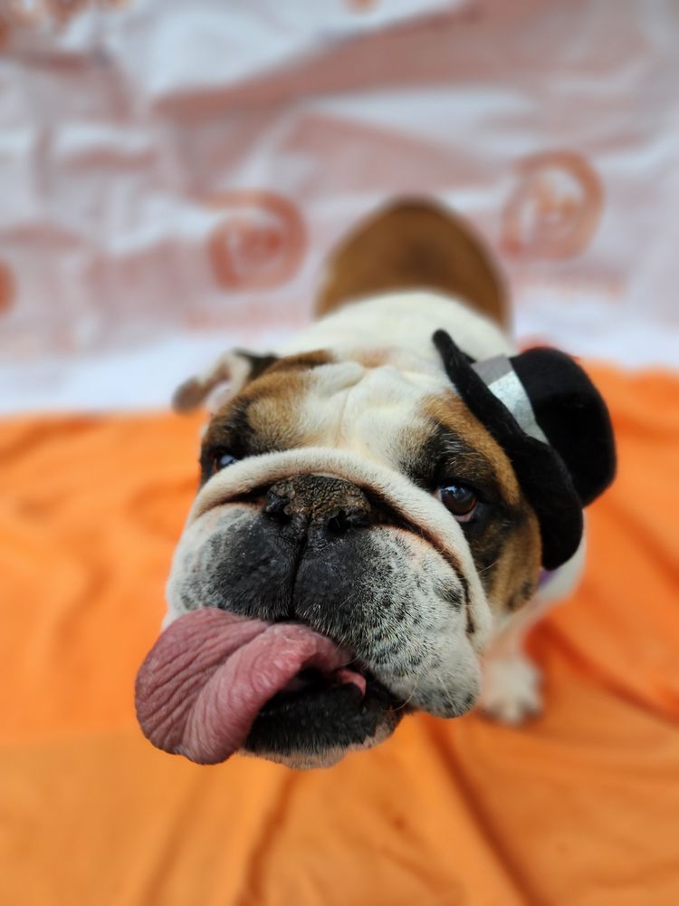 Dogtopia - pet boarding facility in Raleigh, NC