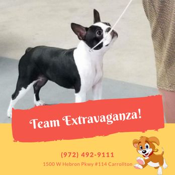 Pet Extravaganza - Pet Extravaganza LLC - Pet Stores Near Me - Carrollton, Texas Pet Extravaganza - Pet Extravaganza LLC - Pet Stores Near Me - Carrollton, Texas
