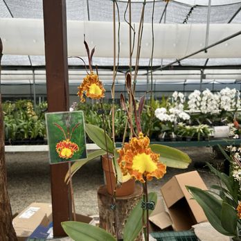 Cal Pacific Orchid Farm - Nurseries & Gardening Near Me - Encinitas, California Cal Pacific Orchid Farm - Nurseries & Gardening Near Me - Encinitas, California