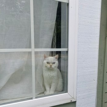 British Dynasty Cattery - Rupurrrt my love - Pet Breeders Near Me British Dynasty Cattery - Rupurrrt my love - Pet Breeders Near Me