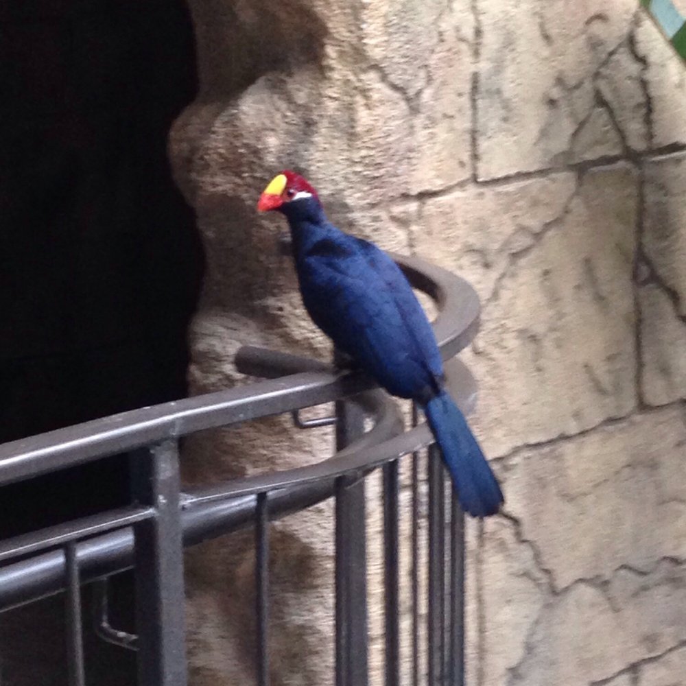 Bird Kingdom - Zoos Near Me - Niagara Falls, Ontario Bird Kingdom - Zoos Near Me - Niagara Falls, Ontario