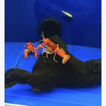 Pet Place - Red lobster - Pet Stores Near Me - Houston, Texas Pet Place - Red lobster - Pet Stores Near Me - Houston, Texas