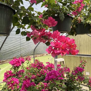 Snooper's Nursery - Beautiful - Nurseries & Gardening Near Me - Round Rock, Texas Snooper's Nursery - Beautiful - Nurseries & Gardening Near Me - Round Rock, Texas