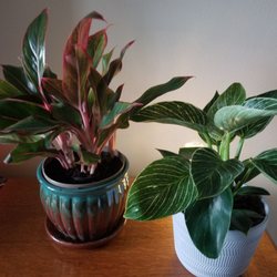 Lowe's Home Improvement - Chinese evergreen and another air purifier plant