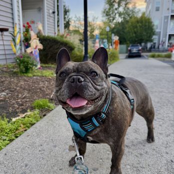 Wags n’ Walkin’ - Dog Walkers Near Me Wags n’ Walkin’ - Dog Walkers Near Me