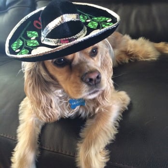 Ventura County Dog Boarding - Pet Training Near Me - Camarillo, California