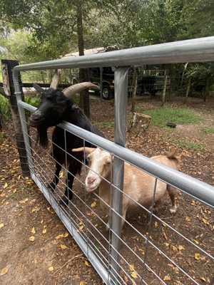 Beasley Farm by null