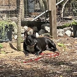 Gulfcoast Veterinary Clinic - Juan Carlos the Frenchie