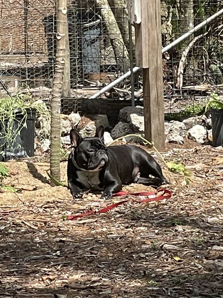 GULFCOAST VETERINARY CLINIC Updated September 2024 16681 McGregor