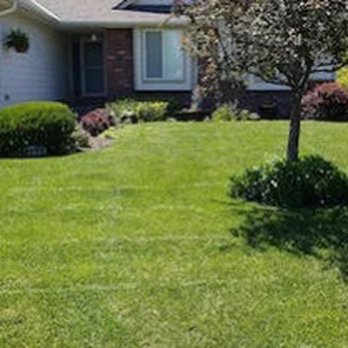 Snipes Lawn Care - a tree in a front yard - Lawn Services Near Me Snipes Lawn Care - a tree in a front yard - Lawn Services Near Me