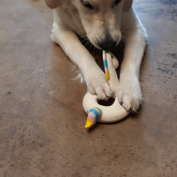 Creatures Great & Small - Supervised toy time. - Pet Training Near Me - Charlottesville, Virginia