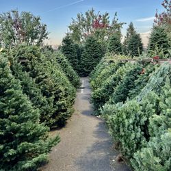 St Pius Christmas Tree Lot
