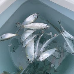 Angler Eddy's Live Bait & Tackle - Dead and floating in live well 15 minutes after we bought them .