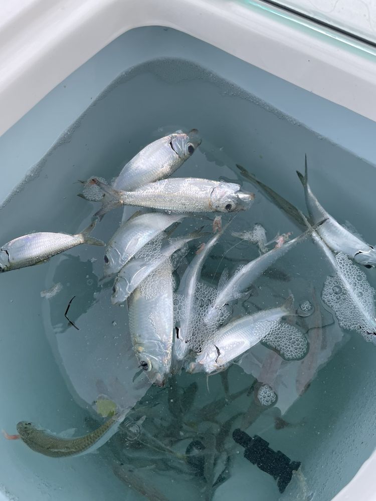 Angler Eddy's Live Bait & Tackle