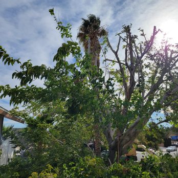 All American Tree Service - Tree Services Near Me - Phelan, California All American Tree Service - Tree Services Near Me - Phelan, California