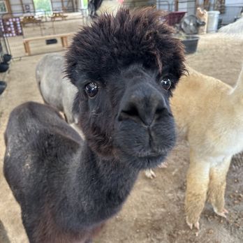 Black Barn Alpacas - Attraction Farms Near Me - Finksburg, Maryland