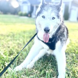 Carter Mobile Animal Care, PLLC