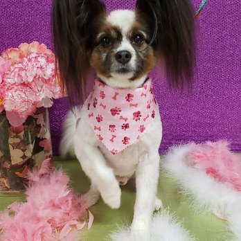 Top Dog Grooming Salon - Railey - Pet Groomers Near Me - Bloomington, Illinois Top Dog Grooming Salon - Railey - Pet Groomers Near Me - Bloomington, Illinois