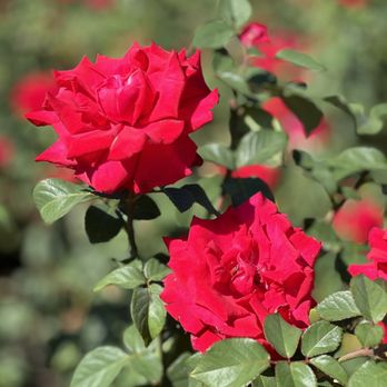 Chicago Botanic Garden - Rose garden - Botanical Gardens Near Me - Glencoe, Illinois