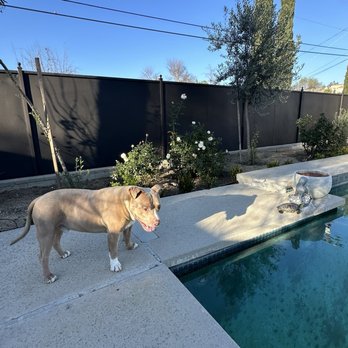 Carson Animal Care Center - My pitbull and adopted turtle - Animal Shelters Near Me - Gardena, California