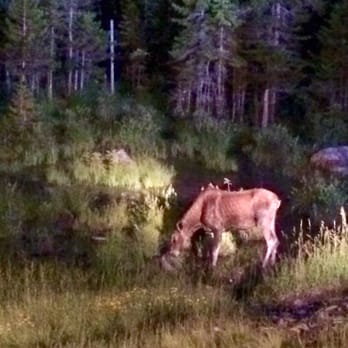 MWV Moose Bus Tours - A moose we saw on our tour! We got to go outside of the bus to watch this beauty!! - Bus Tours Near Me MWV Moose Bus Tours - A moose we saw on our tour! We got to go outside of the bus to watch this beauty!! - Bus Tours Near Me
