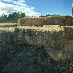 Cactus Feed & Supply