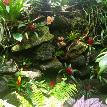 Bloedel Conservatory - Tropical flowers and orchids - Botanical Gardens Near Me - Vancouver, British Columbia